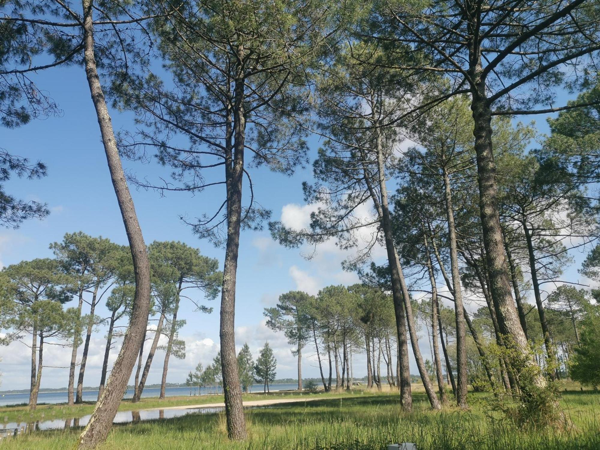 Appartements Au Coeur Du Golf, Proche Du Lac Et Velodyssee ビスカロッス エクステリア 写真